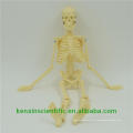 Meistverkaufte Plastic Humanity Skelett anatomisch